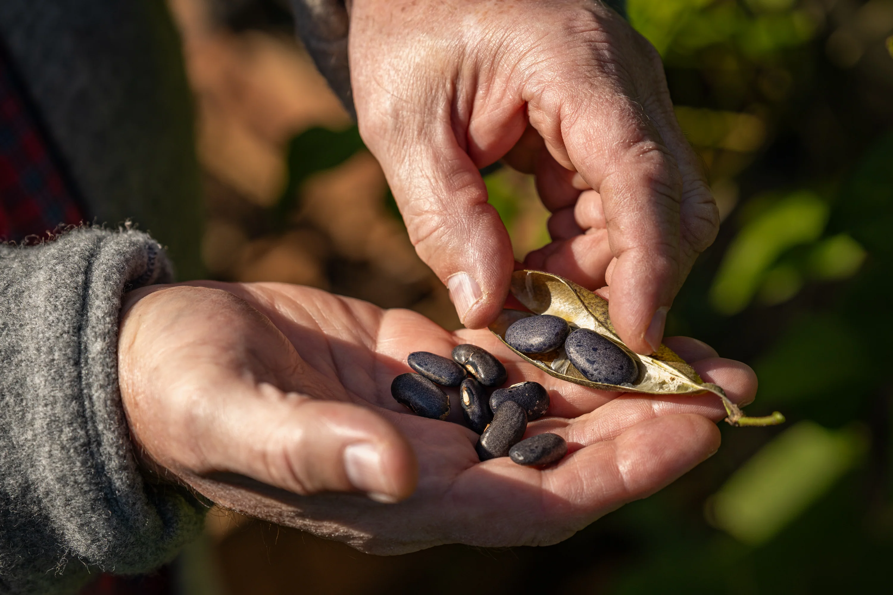 Heirloom Beans, Freshly Harvested